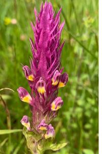 <i>Melampyrum arvense</i>
