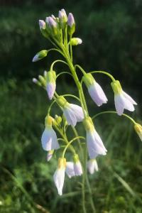<i>Cardamine pratensis</i>