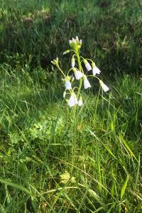 <i>Cardamine pratensis</i>