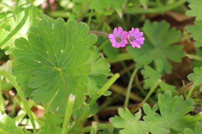 <i>Geranium molle</i>