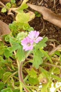 <i>Geranium molle</i>