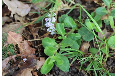 <i>Veronica officinalis</i>
