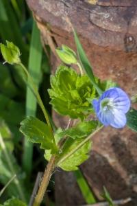 <i>Veronica persica</i>