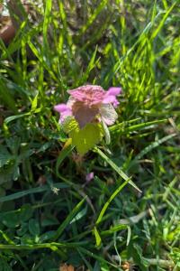 <i>Lamium purpureum</i>