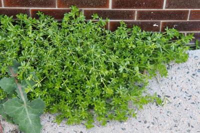 <i>Galium murale</i>