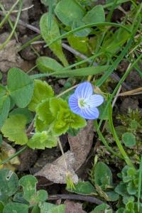 <i>Veronica persica</i>