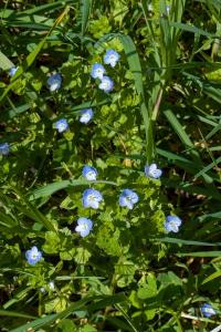 <i>Veronica persica</i>