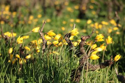 <i>Tulipa sylvestris</i>