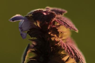 <i>Lamium purpureum</i>