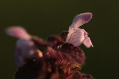 <i>Lamium purpureum</i>