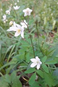 <i>Isopyrum thalictroides</i>