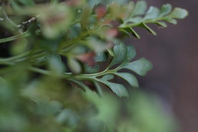 <i>Asplenium ruta-muraria</i>