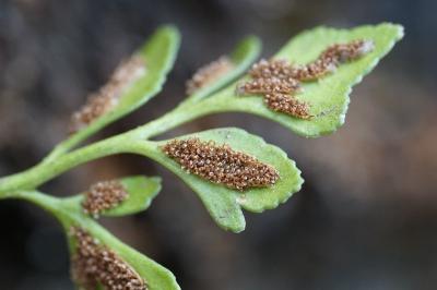 <i>Asplenium ruta-muraria</i>