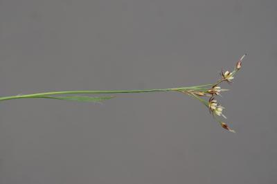 <i>Luzula forsteri</i>