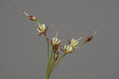 <i>Luzula forsteri</i>