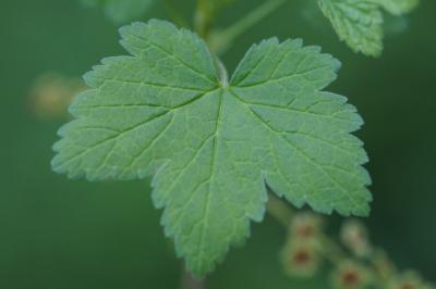 <i>Ribes rubrum</i>