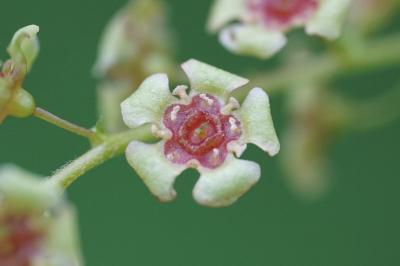 <i>Ribes rubrum</i>