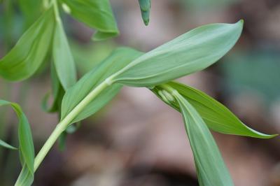 <i>Polygonatum multiflorum</i>