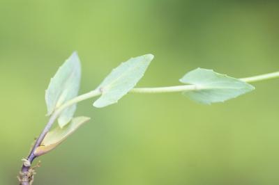 <i>Microthlaspi perfoliatum</i>