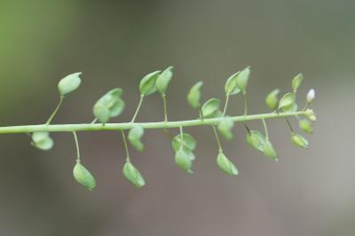 <i>Microthlaspi perfoliatum</i>