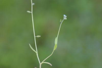 <i>Myosotis ramosissima</i>
