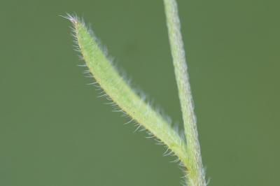 <i>Myosotis ramosissima</i>