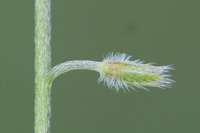 <i>Myosotis ramosissima</i>