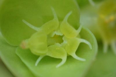 <i>Euphorbia peplus</i>