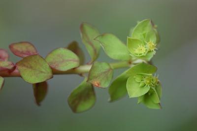 <i>Euphorbia peplus</i>