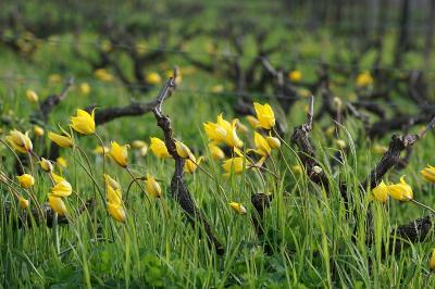 <i>Tulipa sylvestris</i>