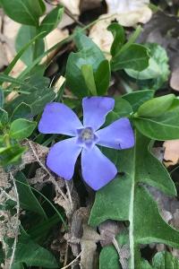 <i>Vinca minor</i>
