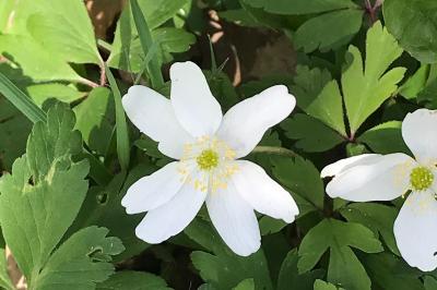 <i>Anemone nemorosa</i>