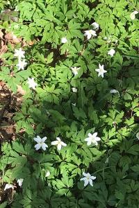 <i>Anemone nemorosa</i>