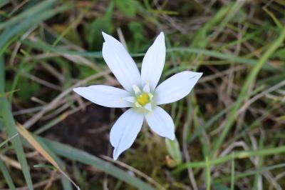 <i>Ornithogalum divergens</i>