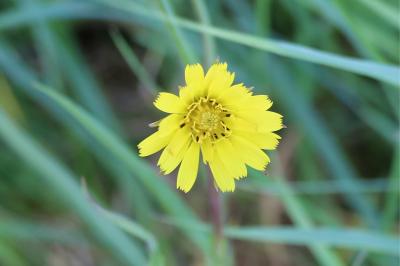 <i>Tragopogon pratensis</i>