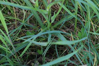 <i>Tragopogon pratensis</i>