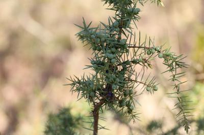 <i>Juniperus communis</i>