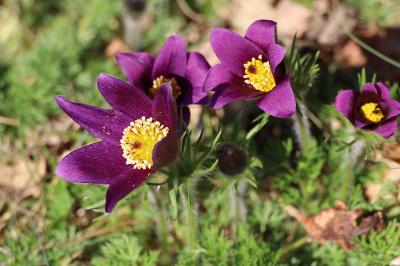 <i>Pulsatilla vulgaris</i>
