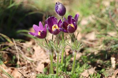 <i>Pulsatilla vulgaris</i>