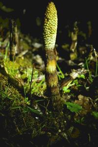 <i>Equisetum telmateia</i>