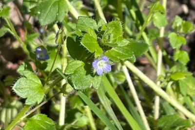 <i>Veronica hederifolia</i>