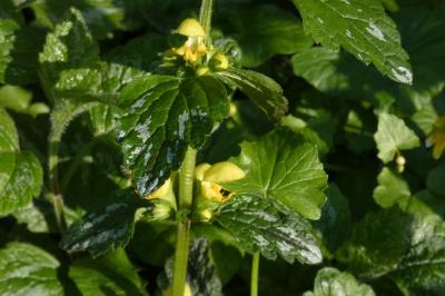 <i>Lamium galeobdolon</i>