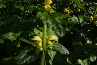 <i>Lamium galeobdolon</i>
