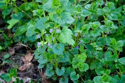 <i>Glechoma hederacea</i>