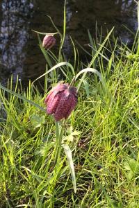 <i>Fritillaria meleagris</i>