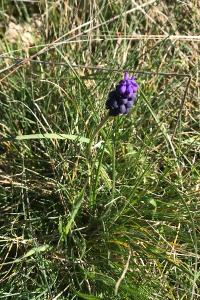 <i>Muscari neglectum</i>