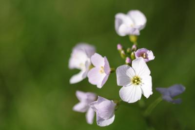 <i>Cardamine pratensis</i>