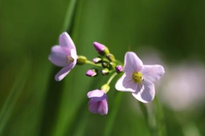 <i>Cardamine pratensis</i>