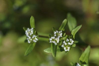 <i>Valerianella locusta</i>
