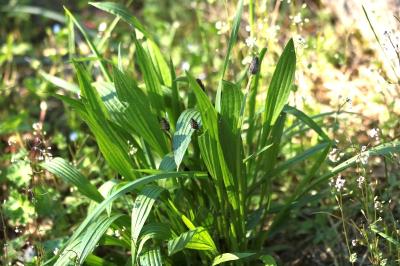 <i>Plantago lanceolata</i>